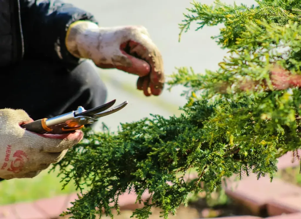 Jardinier en gants de travail taillant un arbuste